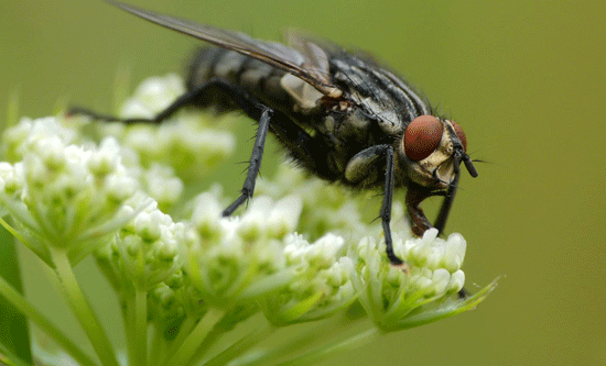 Farmland fly