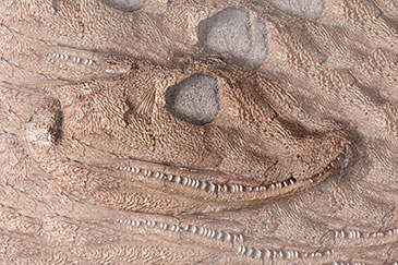 Image of the original fossil skull of Acanthostega gunnari 