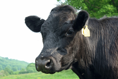 Generic image of a cow