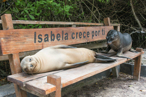 Copyright Sam Rowley: Two sea lions on a bench in the Galápagos Islands  (lighter is a mother, and the darker is a pup). 