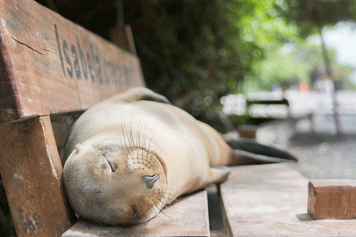 Sea lion asleep on a waterside bench in the Galápagos Islands.