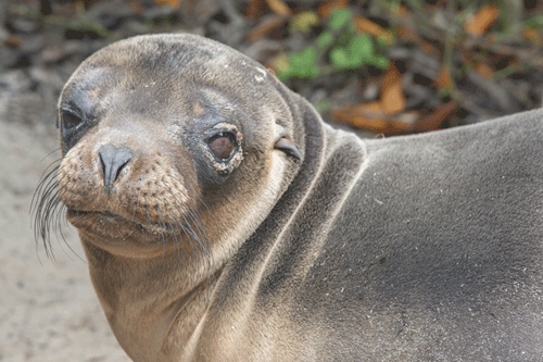 Sea lion pup in the Galápagos Islands.
