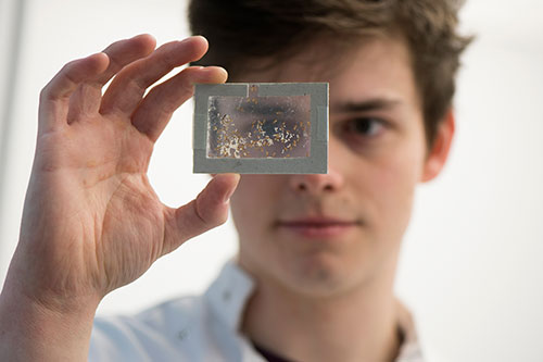 Image of lead author Thomas O’Shea-Wheller, a PhD student at the University of Bristol, with a colony of rock ants.
