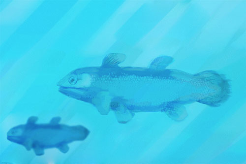 Image of the Jurassic coelacanth Undina, similar to the new finds from near Bristol
