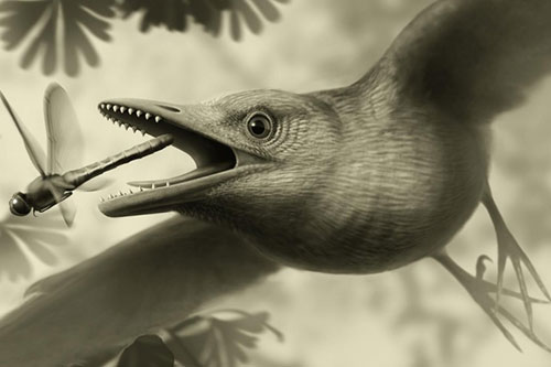 Image of a reconstruction of how the bird might have looked, based on current evidence