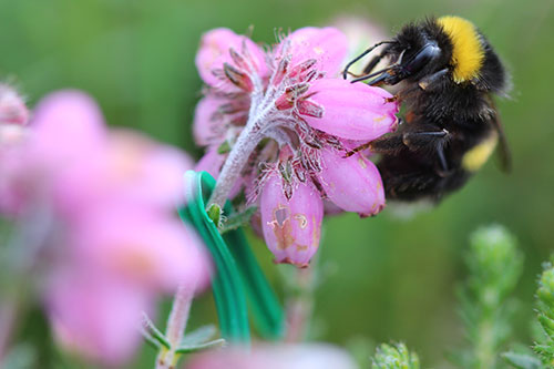 Image of a bumblebee on heather