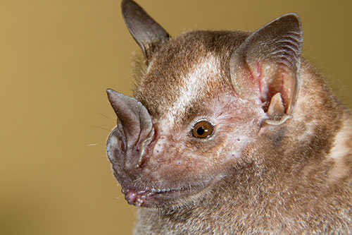 Image of a Jamaican fruit bat (Artibeus jamaicensis) 