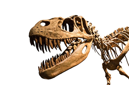Image of a T-rex skeleton