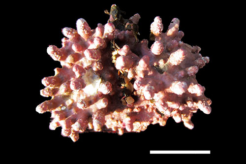 Image of coralline algae