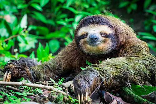 Image of a sloth