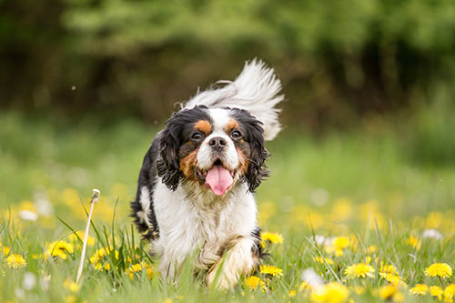 Image of a Cavalier King Charles Spaniel