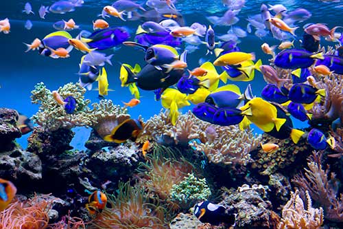 Image of a reef and fish