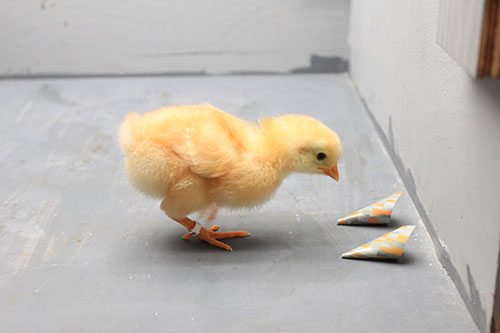 Image of a chick taking part in the experiment