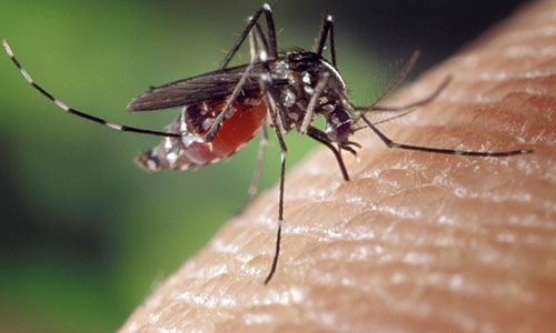 Chikungunya infectious disease, spread by mosquito bites, causes extreme pain, incapacitation and potentially death. 