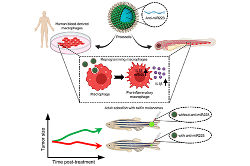 Graphical abstract showing how miniature artificial protocells loaded with anti-microRNA-223 cargo can reprogram cancer-associated macrophages in larval and adult zebrafish leading them to be more pro-inflammatory and thus able to drive melanoma shrinkage