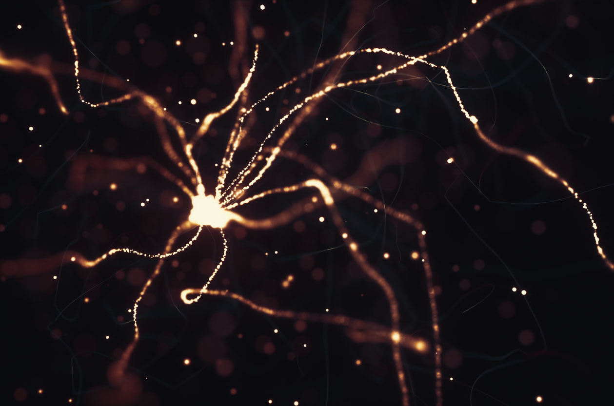 Neuron synapses in the brain