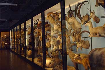 Image of a museum display of taxidermy