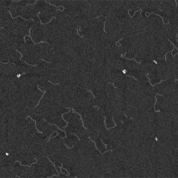 Image of DNA, taken by the High-Speed Atomic Force Microscopy nanoimaging device in Bristol's Interface Analysis Centre