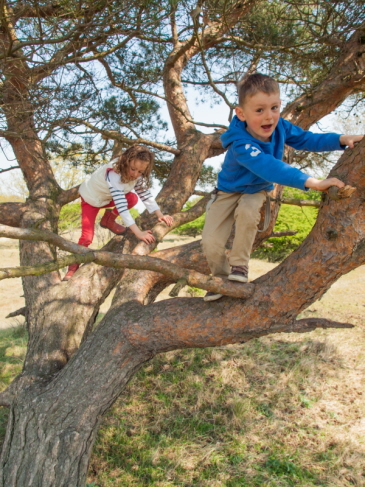 Generic image of children climbing a tree
