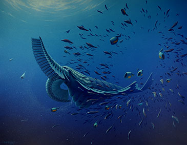 Artists’ reconstruction of Tamisiocaris borealis. Alongside it are several specimens of the early chordate Myllokunmingia known from similar aged deposits in China as well as the enigmatic vetulicolian, Ooedigera peeli and the bivalved arthropod Isoxys volucris both known from Sirius Passet. Painting by Rob Nicholls, Palaeocreations.