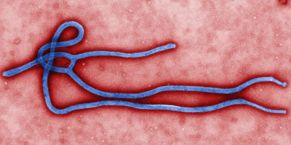 Ebola virus modelling