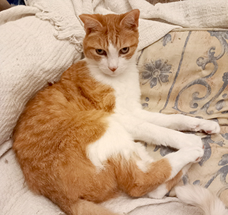 ginger and white cat