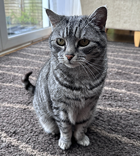 grey and white cat sitting on mat