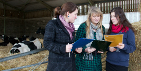three students holding and looking at clipboards on a farm with cows lying down in a pen behind them