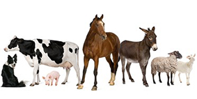 dog, cow, pig, horse, donkey sheep, goat in a line