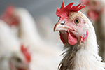 poultry meat quality