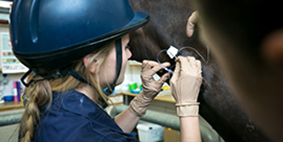 vet student inserting catheter in horses neck