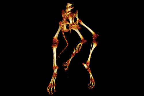 CT scan of dogs hindlimbs