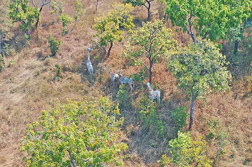Aerial image of Kordofan giraffe living in Cameroon's Bénoué National Park