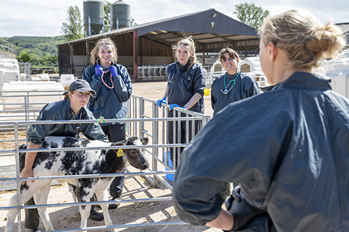 Bristol veterinary students with a vet examining calves and cows on a farm