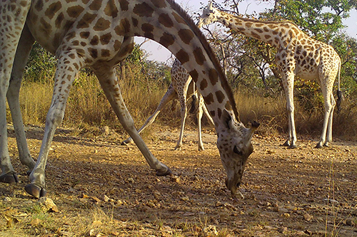 Camera trap image of Kordofan giraffe living in Bénoué National Park, Cameroon