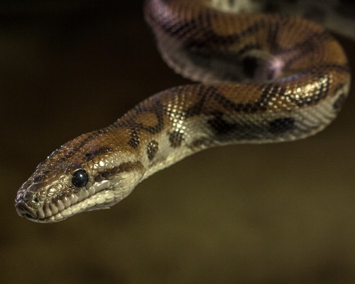 Close up photograph of a brown and black snake