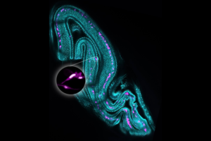 Fluorescent image of Drosophila fly wing