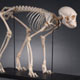 monkey skeleton