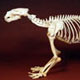 polar bear skeleton