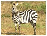 zebra.gif