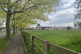 A path with a line of trees and a road on its left, and a wooden fence and a field on its right. The path and road curve to the right towards several large two-storey buildings.