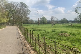 A path between two fields, separated by an iron gate. The right hand field contains trees and cows.