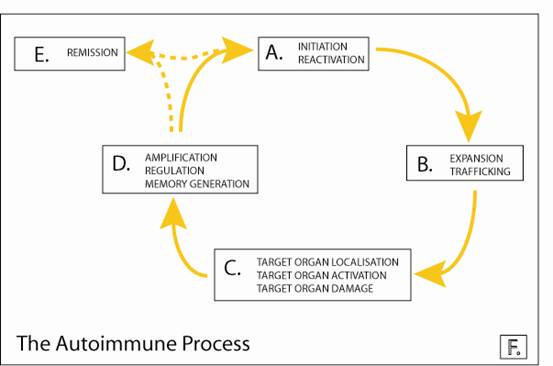 This figure summarises the autoimmune process. The table lists these processes and describes where specific projects fit in this scheme. The headings for the table are A:Initiation or reactivation, B: Expansion and trafficking, C: Target organ localisation, activation and damage, D: Amplification, regulation and memory generation, E: Remission and F: The whole process together