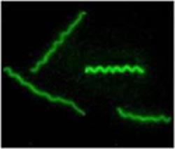 Oral bacterium Treponema denticola