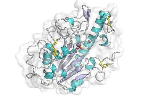 A diagram of an MCR-1 protein