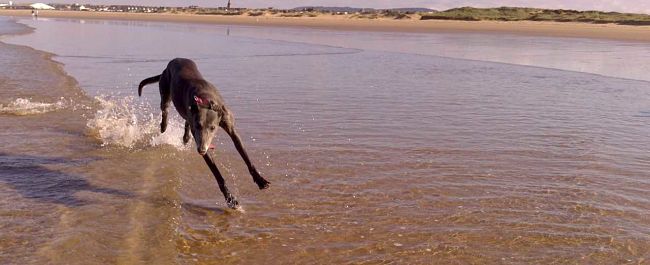 A wide angle image of a greyhound sprinting through the shallow water on a beach.