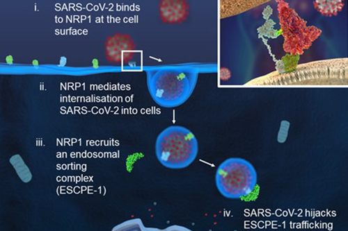 How SARS-CoV-2 hijacks human cells to evade i