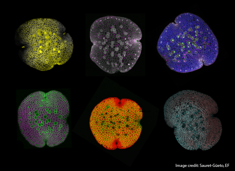 Six microscopic images of Marchantia polymorpha biology