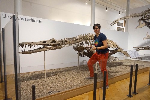 Palaeobiologist Dr Susana Gutarra taking measurements from a very complete specimen of Liopleurodon, a plesiosaur from the Middle-Late Jurassic of Germany (Museum of Palaeontology in Tübingen).