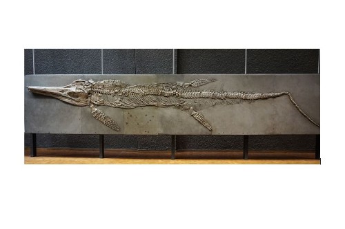 An almost 8m-long specimen of Temnodontosaurus, a fish-shaped ichthyosaur from the Early Jurassic of Germany (State Museum of Natural History of Stuttgart, Germany), is one of the fossils included in this study.
